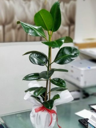 Kauçuk Bitkisi- Eskişehir çiçek siparişi