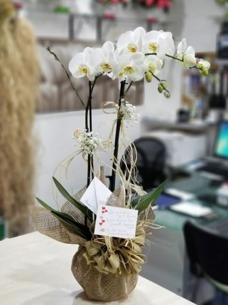 İki Dal Beyaz Orkide, Eskişehir çiçek siparişi