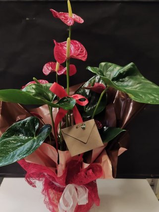 Antoryum (Anthurium) - Eskişehir çiçek