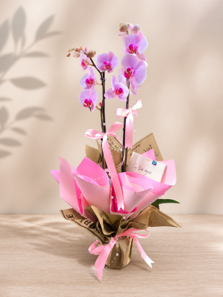Toz Pembe Orkide