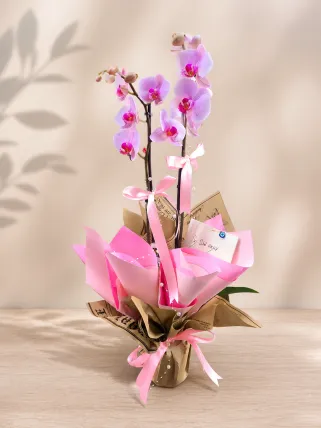 Toz Pembe Orkide