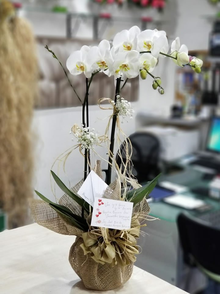 İki Dal Beyaz Orkide, Eskişehir çiçek siparişi