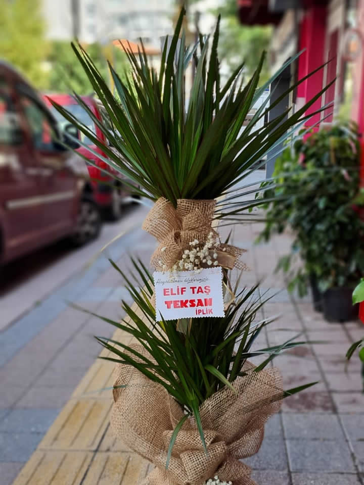 Büyük Boy İkili Dracaena Marginata, Eskişehir çiçek