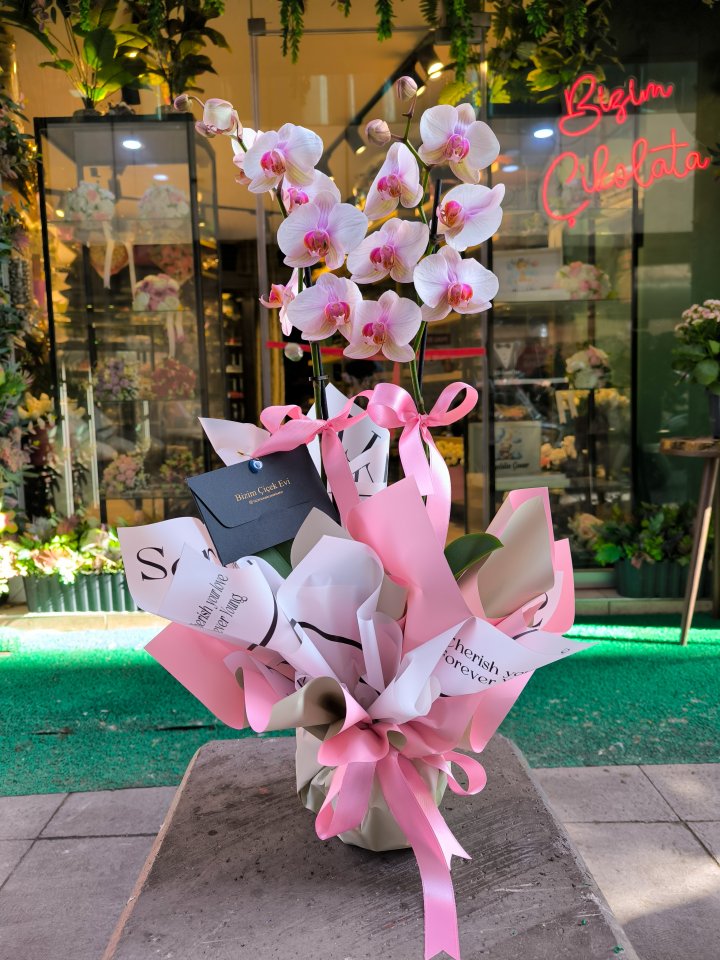 Çift dal pembe orkide