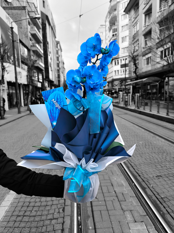 Çift dallı mavi orkide