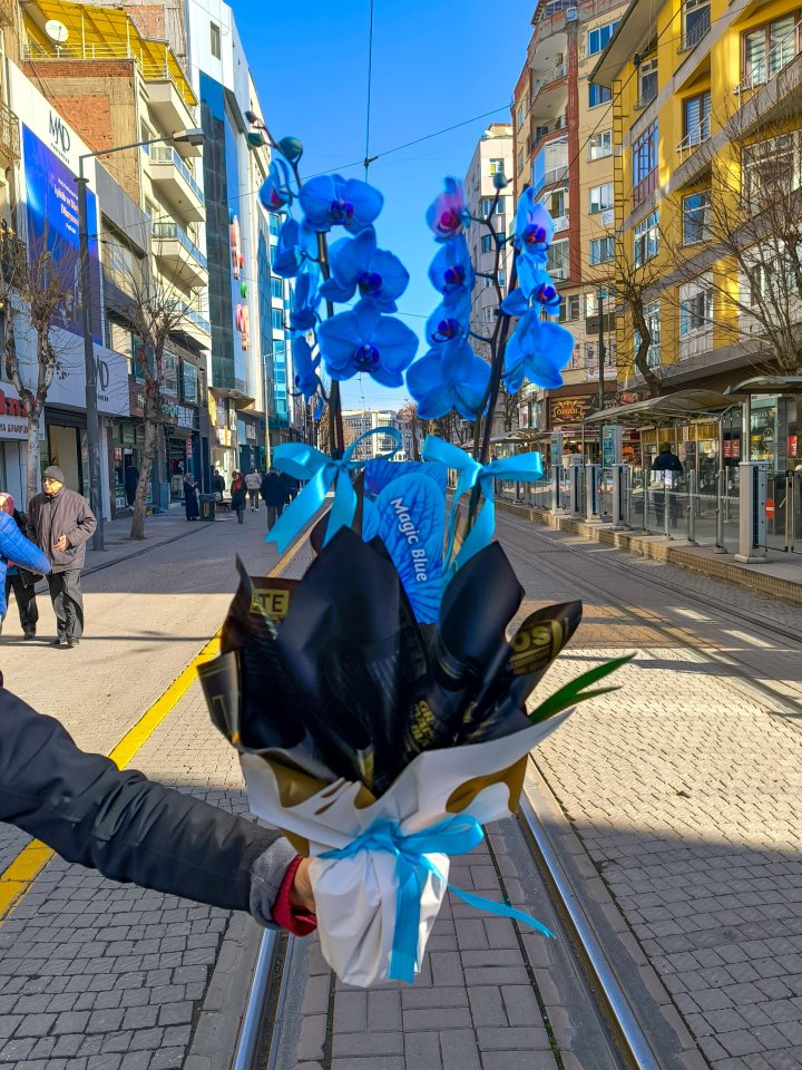 Sonsuz Aşk Mavi Orkide