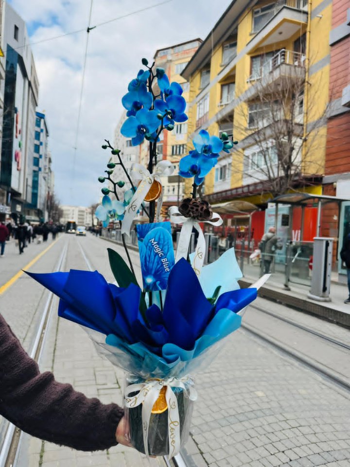 Çift dallı mavi orkide