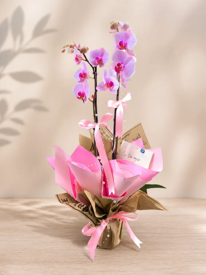Toz Pembe Orkide