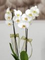 Çiçekçi - İki Dal Beyaz Orkide