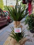 Çiçekçi - Büyük Boy İkili Dracaena Marginata
