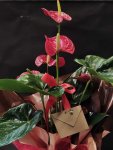 Çiçekçi - Antoryum (Anthurium)