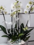 Çiçekçi - 5 Dal Beyaz Orkide