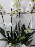 Çiçekçi - 5 Dal Beyaz Orkide
