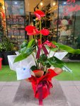 Çiçekçi - Antoryum (Anthurium)