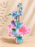 Çiçekçi - İki Dallı Blue-Pink Orkide