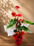 Çiçekçi - Antoryum (Anthurium)