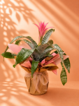 Çiçekçi - Pembe Aechmea Çiçeği